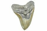 Serrated, Fossil Megalodon Tooth - North Carolina #368429-1
